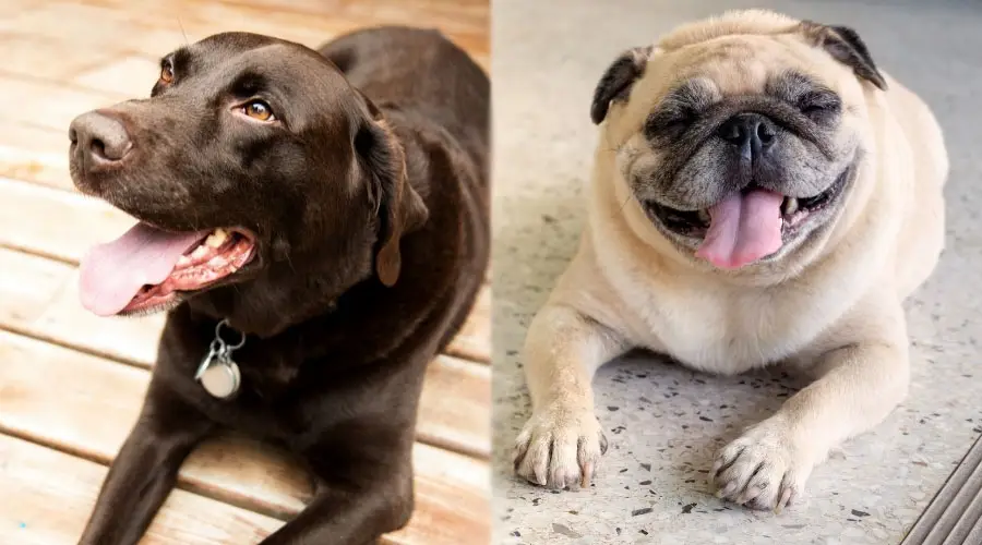 Perros felices con la lengua fuera