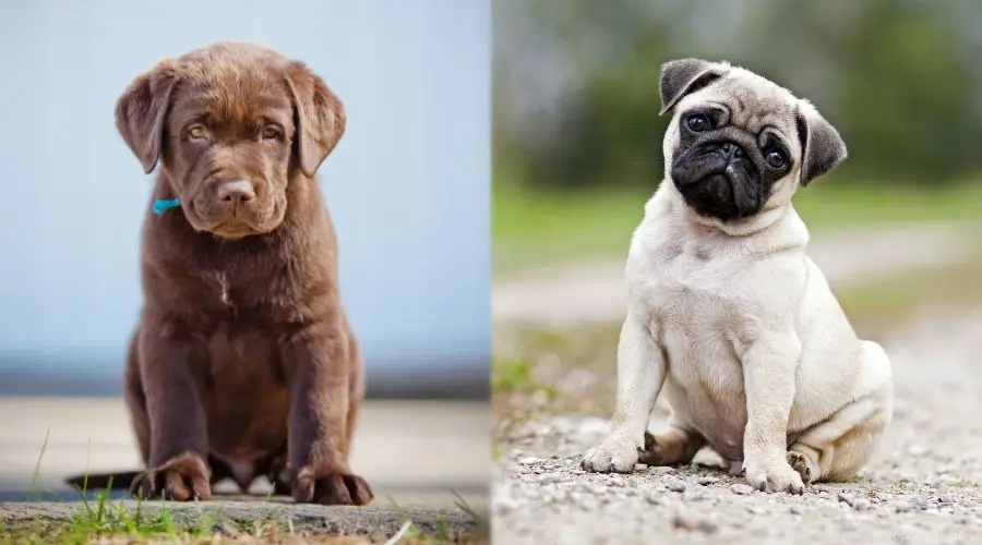 Perros cachorros sentados y mirando a la cámara