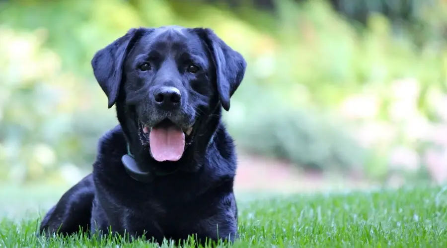Labrador Retriever Vs. Pug: Diferencias Y Similitudes De Raza
