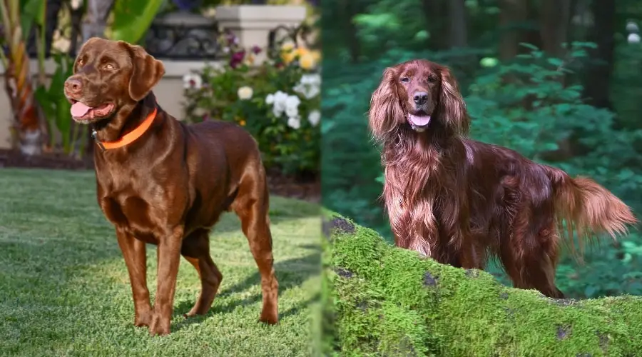 Perros guapos de pie bajo la luz del sol