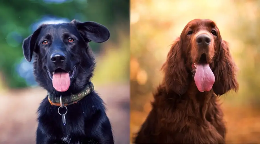 Perros felices con la lengua fuera