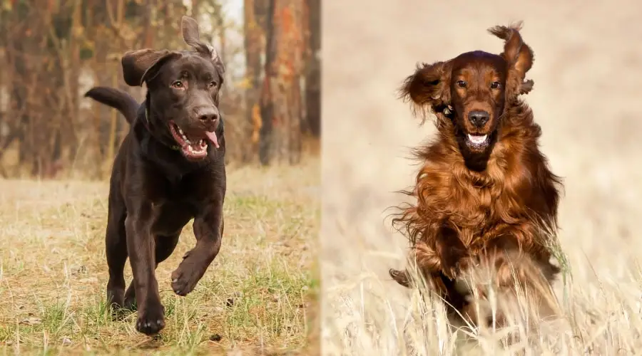 Perros corriendo en el bosque