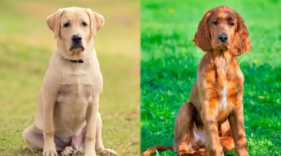 Perros solemnes sentados al aire libre