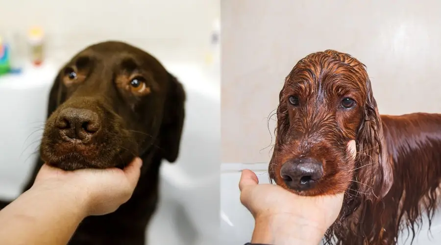 Hora del baño para dos perros