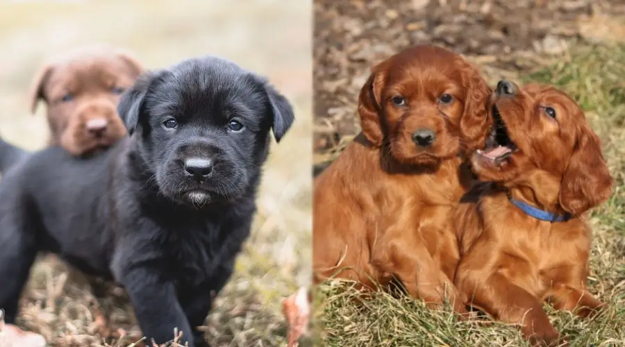 lindos cachorros jugando