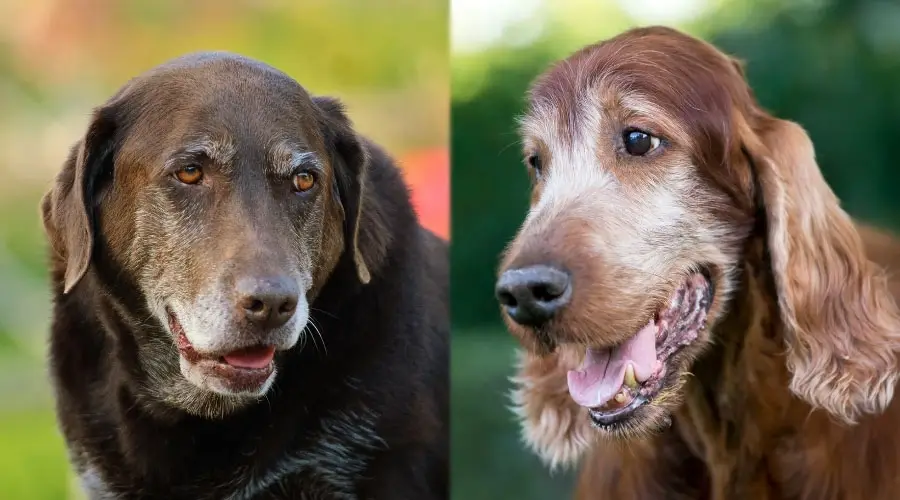 Perros mayores con caras grises