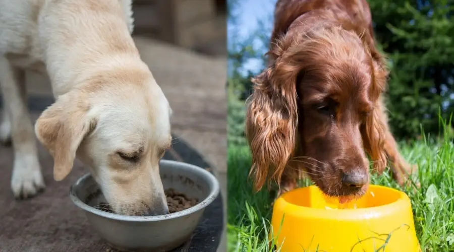 Perros comiendo de tazones para perros