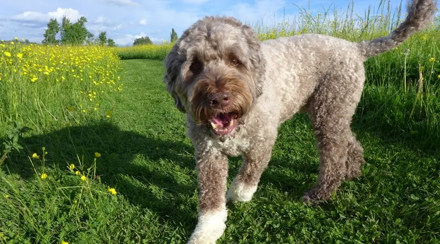 Perro de pelo rizado en un campo