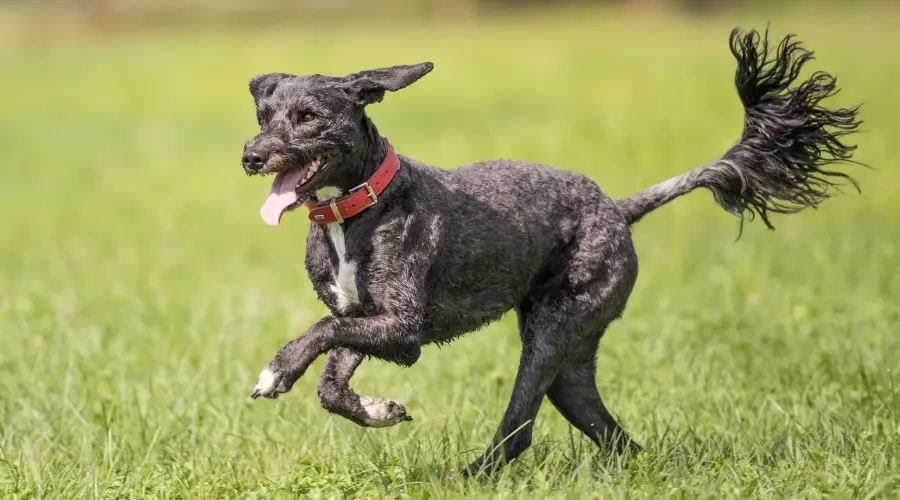 Perro negro corriendo con cola larga
