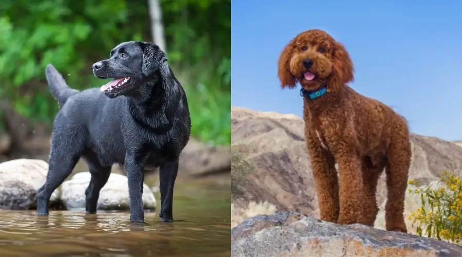 Perros negros y marrones parados afuera