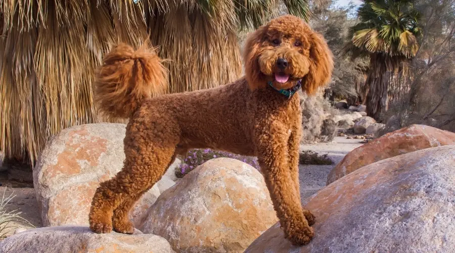 Perro marrón esponjoso en un jardín del desierto