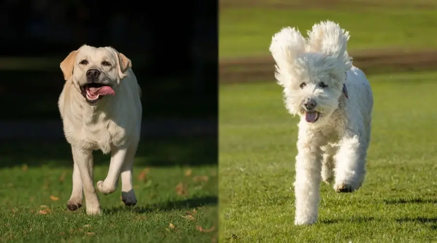 Perros corriendo afuera