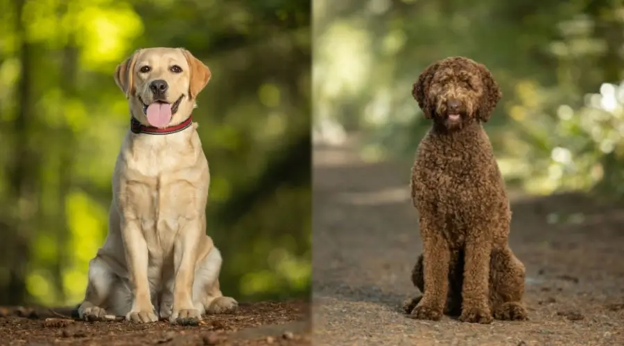 Perros sentados en un bosque.