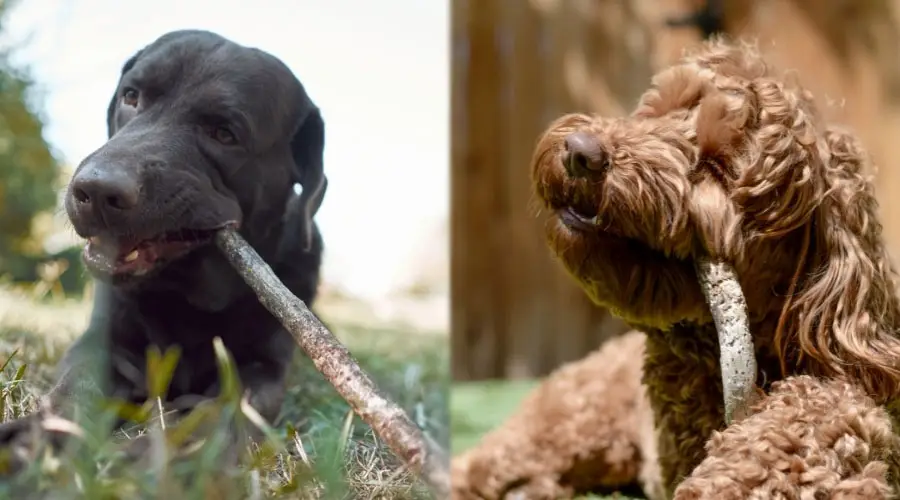 Perros negros y marrones masticando palos