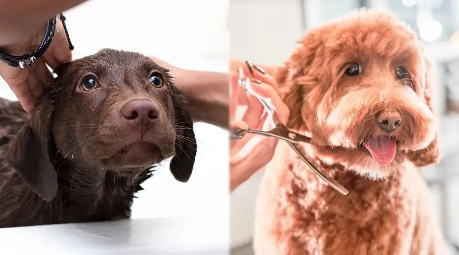 Perros siendo preparados