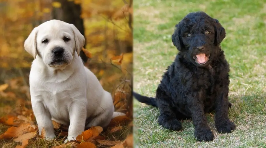 Cachorros amarillos y negros sentados afuera