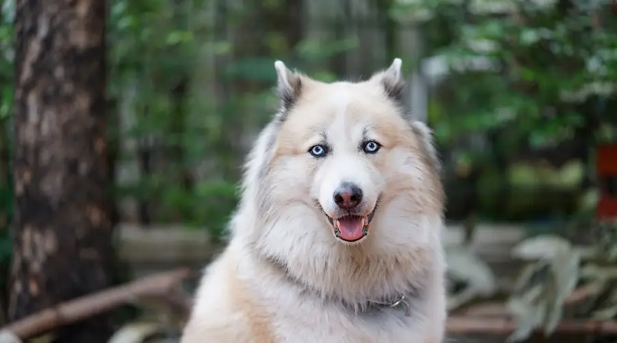 Berhusky con pelo largo