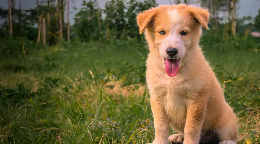 Cachorros y Criadores con Berhusky