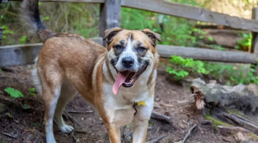 Interesante mezcla de perros al aire libre