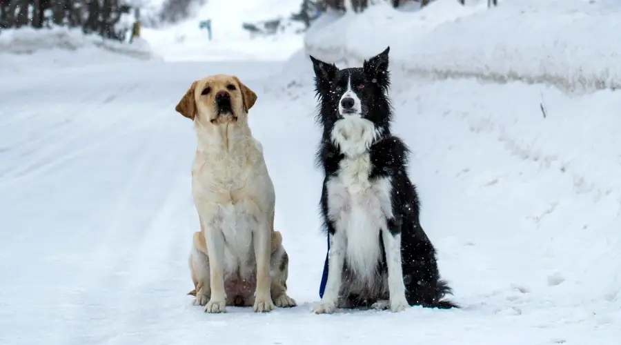 Perro amarillo y perros blancos y negros en la nieve.