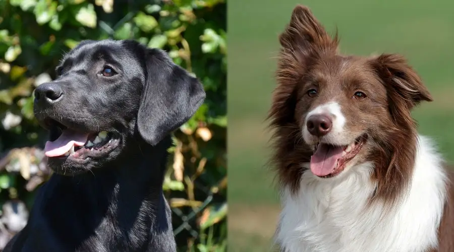 Primer plano de perros guapos