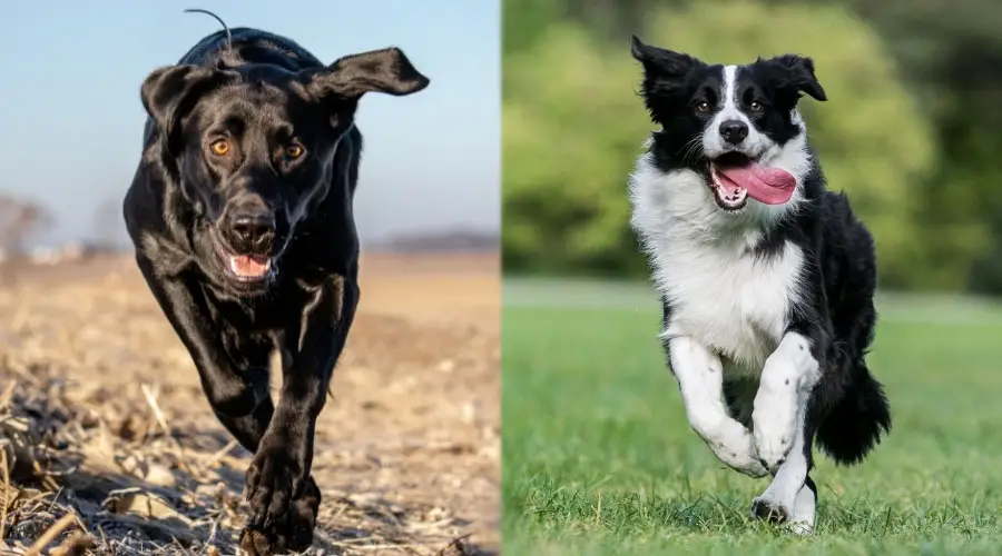 Perros corriendo al aire libre