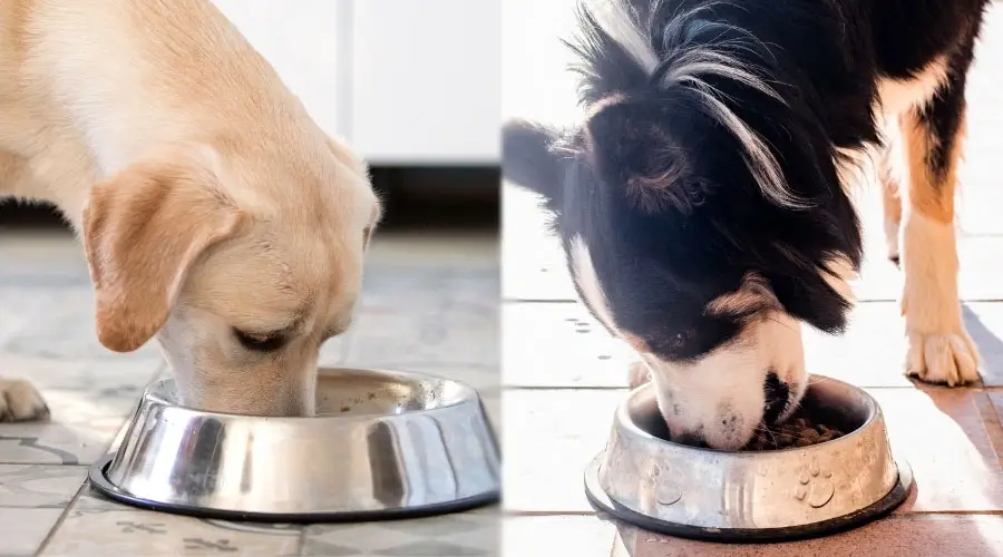 Perros comiendo de tazones para perros