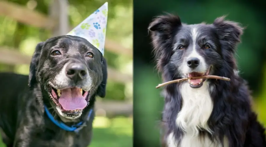 Perros maduros con caras canosas