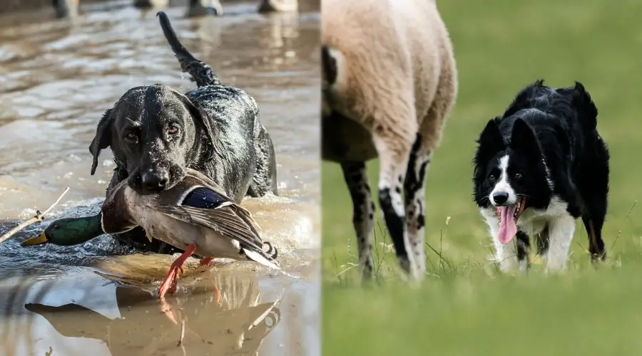 Perros con ánade real y oveja