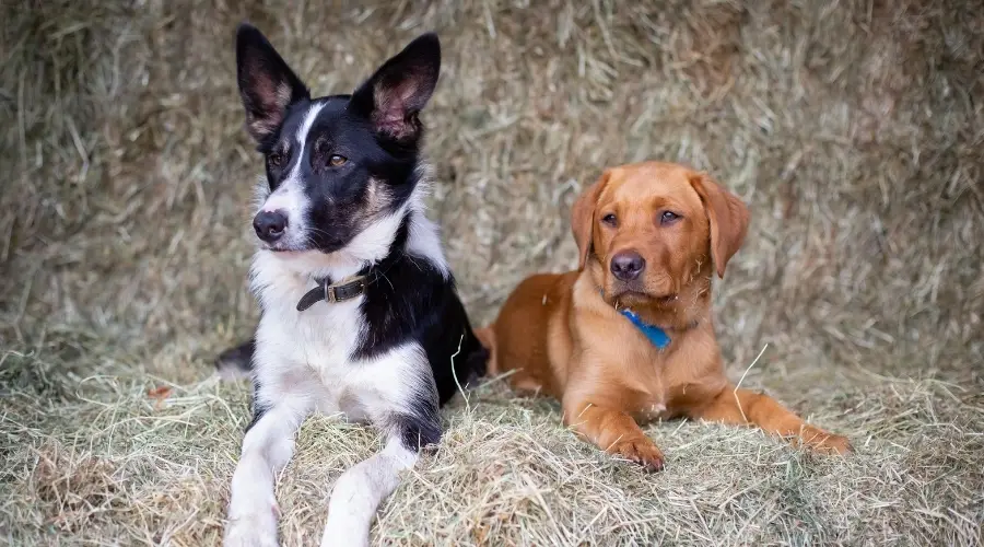 Cachorros en un fardo de heno