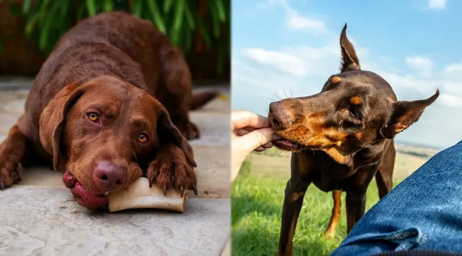 Perros marrones comiendo bocadillos