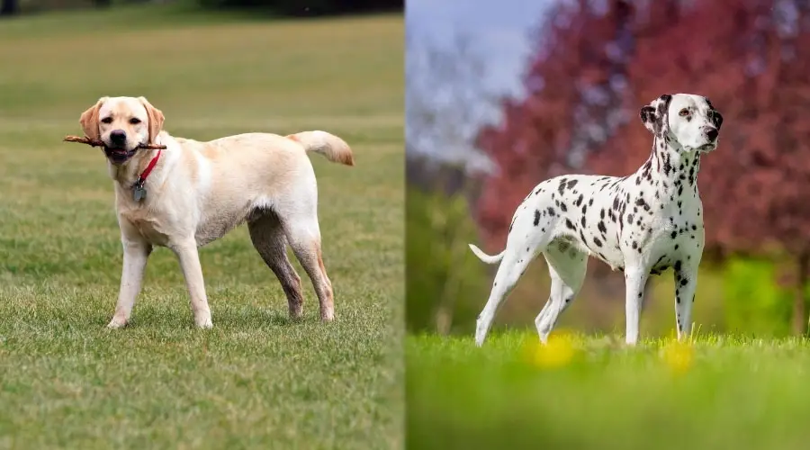 Perros amarillos y manchados parados afuera
