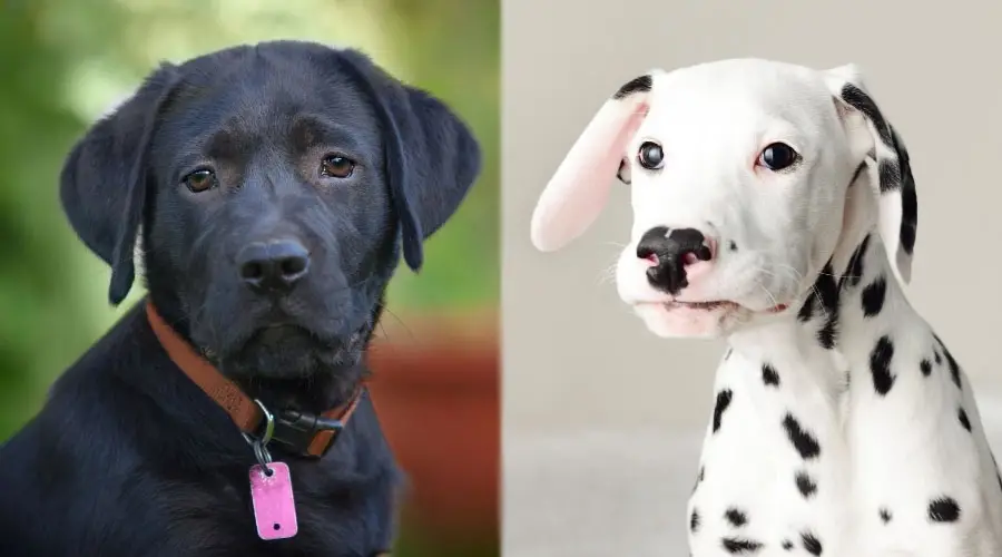 Cachorros negros y manchados