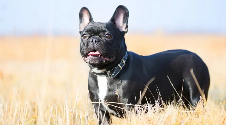 Pequeño perro negro en un campo