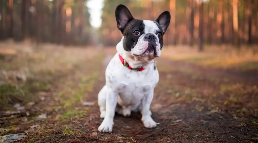 Bulldog francés al aire libre