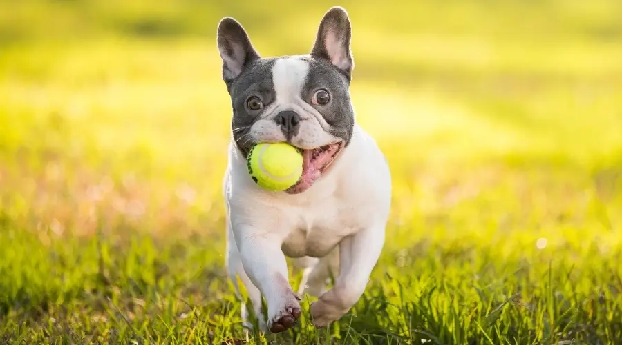 Bulldog Francés haciendo ejercicio