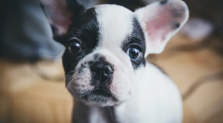 Cachorro francés