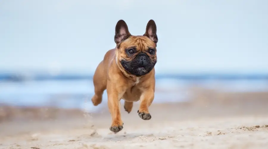 Corriendo Bulldog Francés en la Playa
