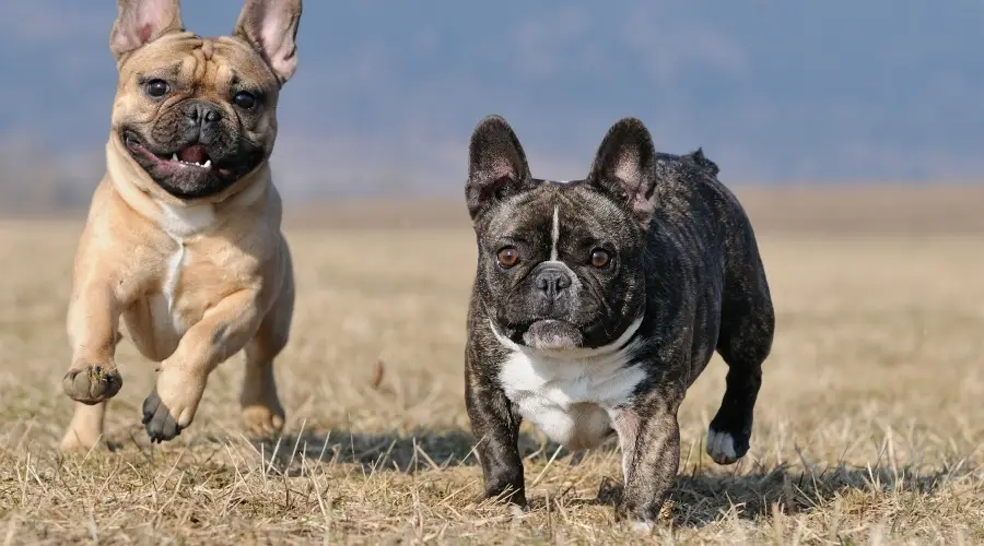 Perros leonado y atigrado corriendo