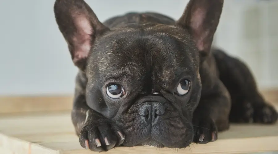 Frenchie atigrado en la mesa