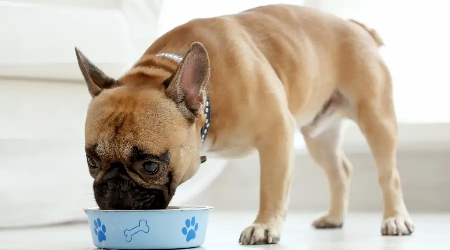Bulldog Francés comiendo comida para perros