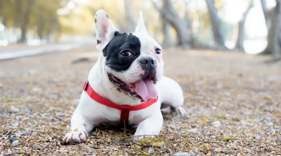 Bulldog Francés sano afuera