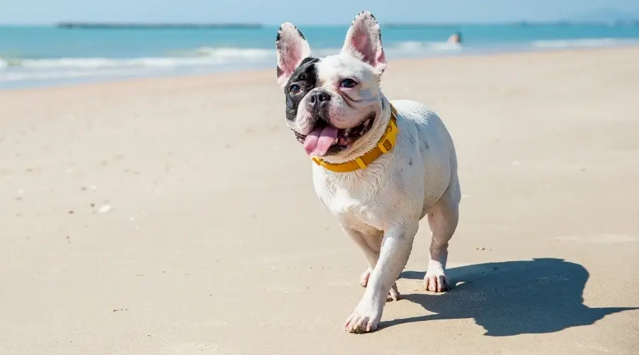 Rescata a Frenchie en la playa