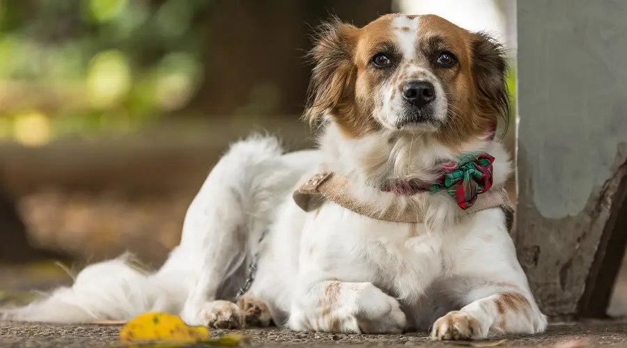 Beagle fronterizo acostado
