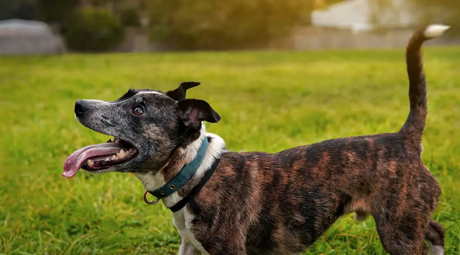 Jack Russel Terrier Pitbull