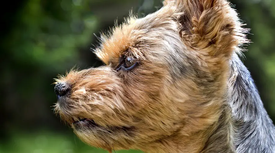 Jack Yorkie