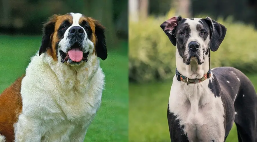 Perros de raza gigante al aire libre en diferentes zonas