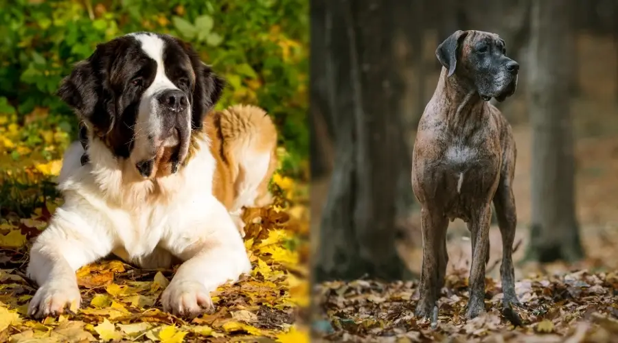 Dos perros de raza gigante en clima otoñal