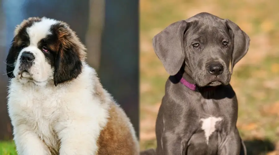 Dos cachorros de raza gigante están al aire libre