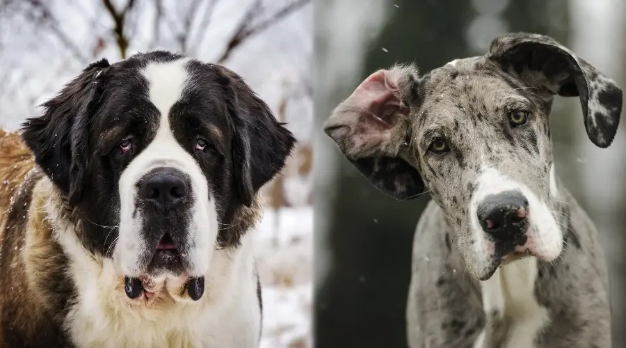 Dos perros de raza gigante en la nieve.